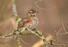 Consegna degli anelli per richiami vivi in Toscana, la richiesta della cabina di regia regionale Consegna degli anelli per richiami vivi in Toscana, la richiesta della cabina di regia regionale: tordo sassello