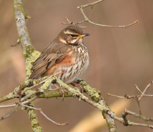 Consegna degli anelli per richiami vivi in Toscana, la richiesta della cabina di regia regionale Consegna degli anelli per richiami vivi in Toscana, la richiesta della cabina di regia regionale: tordo sassello