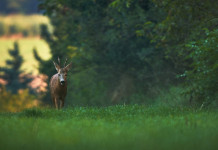 Definite date per la caccia di selezione in Umbria nella stagione 2024/2025 Definite date per la caccia di selezione in Umbria nella stagione 2024/2025: capriolo nel bosco, visto frontalmente