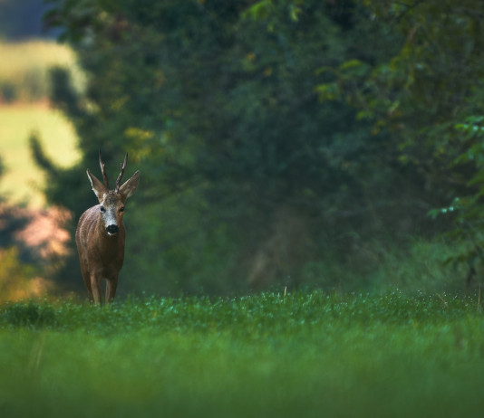 Definite date per la caccia di selezione in Umbria nella stagione 2024/2025 Definite date per la caccia di selezione in Umbria nella stagione 2024/2025: capriolo nel bosco, visto frontalmente