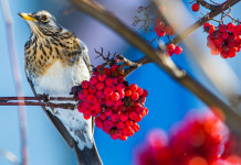 Divieto di caccia nei valichi montani, Consiglio di Stato respinge ricorso Lombardia Divieto di caccia nei valichi montani, Consiglio di Stato respinge ricorso Lombardia: cesena (Turdus pilaris, fieldfare) su ramo
