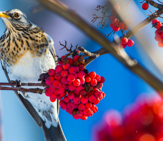 Divieto di caccia nei valichi montani, Consiglio di Stato respinge ricorso Lombardia Divieto di caccia nei valichi montani, Consiglio di Stato respinge ricorso Lombardia: cesena (Turdus pilaris, fieldfare) su ramo