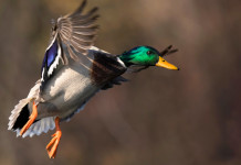 Divieto di impianto nuovi appostamenti fissi, Arcicaccia scrive a Toscana Divieto di impianto nuovi appostamenti fissi, Arcicaccia scrive a Toscana - germano reale in volo