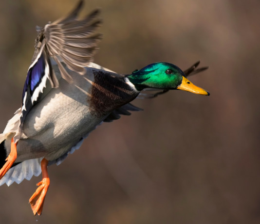 Divieto di impianto nuovi appostamenti fissi, Arcicaccia scrive a Toscana Divieto di impianto nuovi appostamenti fissi, Arcicaccia scrive a Toscana - germano reale in volo