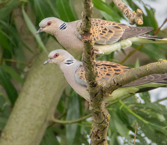 Emendamenti alla legge sulla caccia, respinta richiesta di protezione tortora Emendamenti alla legge sulla caccia, respinta richiesta di protezione tortora - coppia di tortore selvatiche