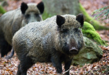 Emilia Romagna chiede potenziamento azioni commissario alla peste suina africana Emilia Romagna chiede potenziamento azioni commissario alla peste suina africana: due cinghiali