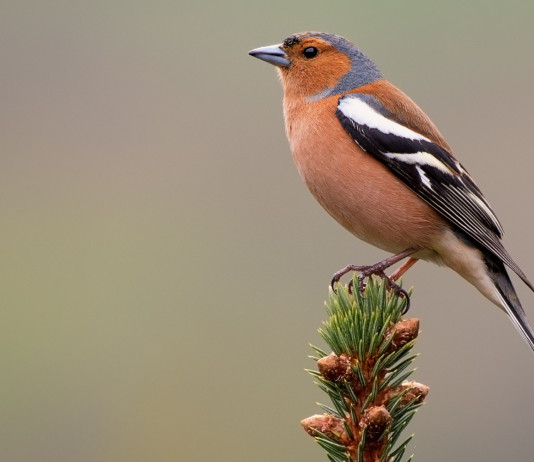 Lombardia chiede caccia in deroga e riapertura dei roccoli Lombardia chiede caccia in deroga e riapertura dei roccoli (fringuello, male chaffinch, fringilla coelebs)