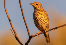 Migrazione del tordo bottaccio, Federcaccia aggiorna sui dati della telemetria satellitare Migrazione del tordo bottaccio, Federcaccia aggiorna sui dati della telemetria satellitare