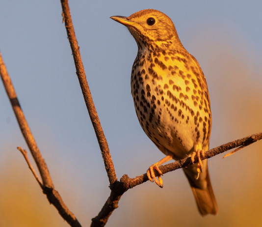 Migrazione del tordo bottaccio, Federcaccia aggiorna sui dati della telemetria satellitare Migrazione del tordo bottaccio, Federcaccia aggiorna sui dati della telemetria satellitare