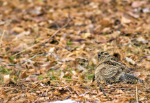 Nel 2024/2025 una replica del calendario venatorio dell’Emilia Romagna 2023/2024 Nel 2024/2025 una replica del calendario venatorio dell’Emilia Romagna 2023/2024: beccaccia tra le foglie autunnali