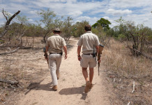Nuovo regolamento europeo per l’esportazione di armi da caccia all’estero Nuovo regolamento europeo per l’esportazione di armi da caccia all’estero: ranger e cacciatori di spalle, caccia in africa