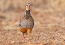 Pernice rossa: da dove viene e dove va Pernice rossa: da dove viene e dove va