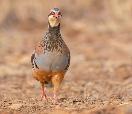 Pernice rossa: da dove viene e dove va Pernice rossa: da dove viene e dove va