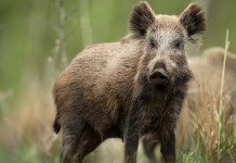 Peste suina africana e depopolamento dei cinghiali, critiche Pd a governo Peste suina africana e depopolamento dei cinghiali, critiche Pd a governo: cinghiale