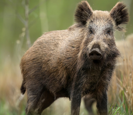 Peste suina africana e depopolamento dei cinghiali, critiche Pd a governo Peste suina africana e depopolamento dei cinghiali, critiche Pd a governo: cinghiale
