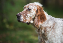 Prosegue l’ostruzionismo del Movimento 5 Stelle sulla riforma della legge sulla caccia Prosegue l’ostruzionismo del Movimento 5 Stelle sulla riforma della legge sulla caccia: setter inglese