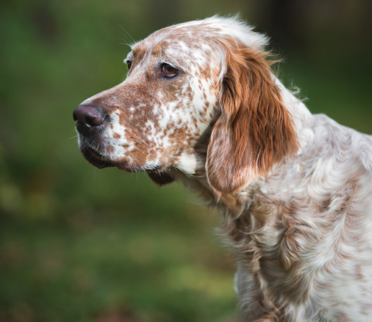 Prosegue l’ostruzionismo del Movimento 5 Stelle sulla riforma della legge sulla caccia Prosegue l’ostruzionismo del Movimento 5 Stelle sulla riforma della legge sulla caccia: setter inglese