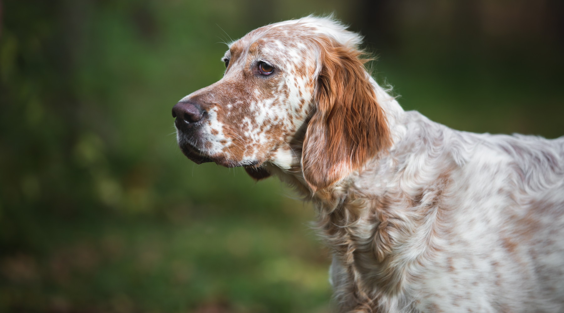 Prosegue l’ostruzionismo del Movimento 5 Stelle sulla riforma della legge sulla caccia Prosegue l’ostruzionismo del Movimento 5 Stelle sulla riforma della legge sulla caccia: setter inglese