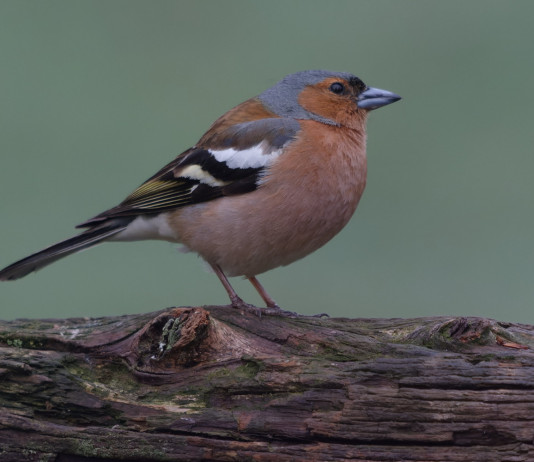 Ruolo dell’Ispra e caccia in deroga, s’attiva un’altra Regione Ruolo dell’Ispra e caccia in deroga, s’attiva un’altra Regione: fringuello (chaffinch, Fringilla coelebs)