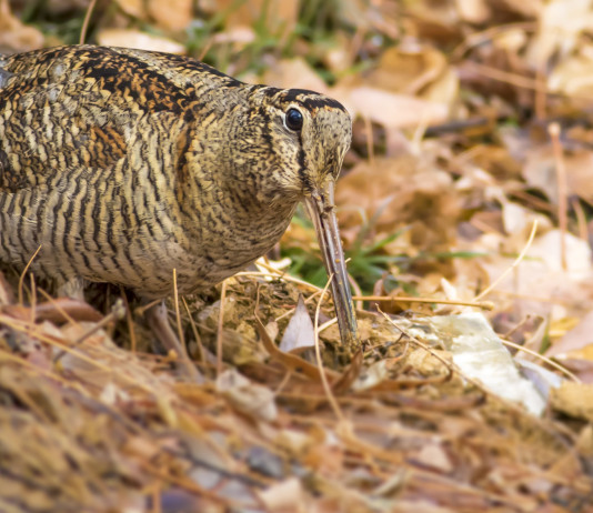 Sondaggio Face sulla percezione della caccia in Europa Sondaggio Face sulla percezione della caccia in Europa: beccaccia in ambiente autunnale
