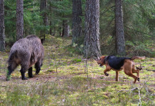 Uccise cane alla fine di una braccata: la sentenza del Consiglio di Stato Uccise cane alla fine di una braccata: la sentenza del Consiglio di Stato: cane con cinghiale durante una braccata