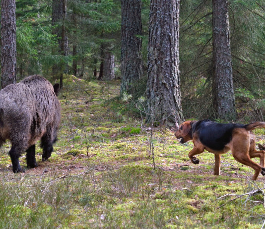 Uccise cane alla fine di una braccata: la sentenza del Consiglio di Stato Uccise cane alla fine di una braccata: la sentenza del Consiglio di Stato: cane con cinghiale durante una braccata