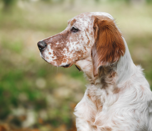 Un villaggio per i cani a Caccia Village 2024 Un villaggio per i cani a Caccia Village: setter inglese bianco-arancio