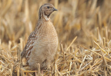 Vandalismo contro i cacciatori, distrutto quagliodromo nel Bresciano Vandalismo contro i cacciatori, distrutto quagliodromo nel Bresciano - quaglia