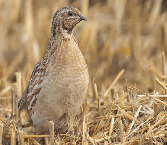 Vandalismo contro i cacciatori, distrutto quagliodromo nel Bresciano Vandalismo contro i cacciatori, distrutto quagliodromo nel Bresciano - quaglia