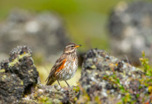 Approvato il calendario venatorio del Piemonte 2024/2025 Approvato il calendario venatorio del Piemonte 2024/2025 (tordo sassello, redwing, Turdus iliacus)