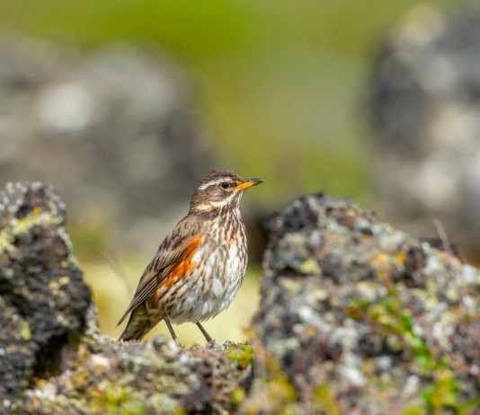 Approvato il calendario venatorio del Piemonte 2024/2025 Approvato il calendario venatorio del Piemonte 2024/2025 (tordo sassello, redwing, Turdus iliacus)