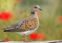 Approvato il calendario venatorio delle Marche 2024/2025: due specie in più Approvato il calendario venatorio delle Marche 2024/2025: due specie in più - tortora