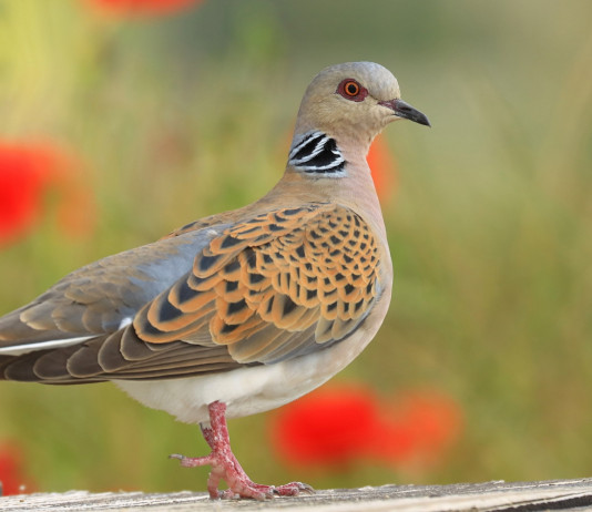 Approvato il calendario venatorio delle Marche 2024/2025: due specie in più Approvato il calendario venatorio delle Marche 2024/2025: due specie in più - tortora