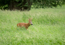 Approvato il piano di prelievo del capriolo in Toscana Approvato il piano di prelievo del capriolo in Toscana