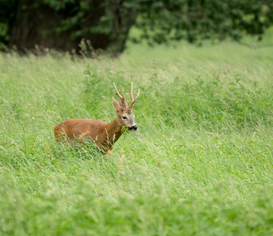 Approvato il piano di prelievo del capriolo in Toscana Approvato il piano di prelievo del capriolo in Toscana