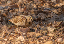 Approvato lo schema del calendario venatorio delle Marche 2024/2025 Approvato lo schema di calendario venatorio delle Marche