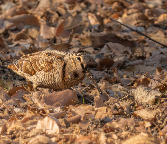 Approvato lo schema del calendario venatorio delle Marche 2024/2025 Approvato lo schema di calendario venatorio delle Marche