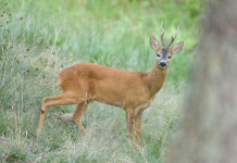 Assemblea nazionale Uncza: sessant’anni di storia Assemblea nazionale Uncza: sessant’anni di storia - capriolo