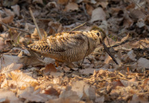 Associazioni insoddisfatte della bozza del calendario venatorio dell’Abruzzo Associazioni insoddisfatte della bozza del calendario venatorio dell’Abruzzo: beccaccia