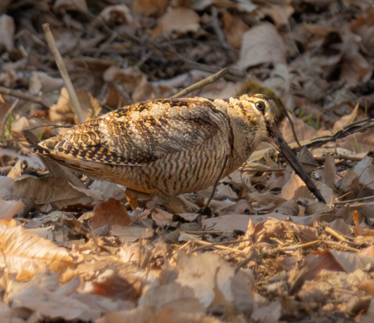 Associazioni insoddisfatte della bozza del calendario venatorio dell’Abruzzo Associazioni insoddisfatte della bozza del calendario venatorio dell’Abruzzo: beccaccia