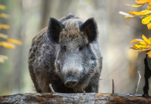 Caccia Magazine giugno 2024 in edicola Caccia Magazine giugno 2024 in edicola: cinghiale