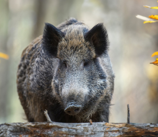 Caccia Magazine giugno 2024 in edicola Caccia Magazine giugno 2024 in edicola: cinghiale