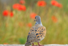 Caccia alla tortora, diffida degli ambientalisti alle Regioni Caccia alla tortora, diffida degli ambientalisti alle Regioni