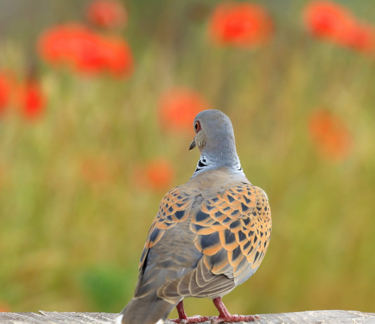 Caccia alla tortora, diffida degli ambientalisti alle Regioni Caccia alla tortora, diffida degli ambientalisti alle Regioni