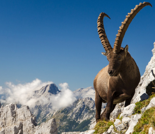 Caccia allo stambecco, mozione della Lega Valle d’Aosta