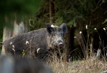 Caccia in Liguria, novità su cinghiali e anelli per richiami vivi Caccia in Liguria, novità su cinghiali e anelli per richiami vivi