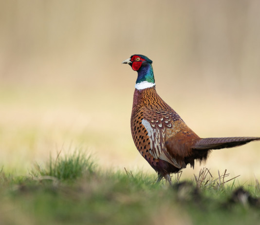 Cessione di fauna selvatica, Agrivenatoria biodiversitalia: «Iva agevolata» Cessione di fauna selvatica, Agrivenatoria biodiversitalia: «Iva agevolata»: fagiano