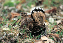 Club della beccaccia: gestione e monitoraggio della specie Club della beccaccia: gestione e monitoraggio della specie