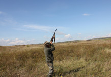 Densità venatoria minima per Atc, interrogazione al governo Densità venatoria per Atc, interrogazione al governo: cacciatore imbraccia fucile