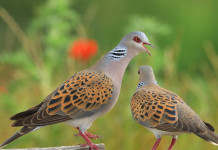 Federcaccia contro il divieto di caccia alla tortora Federcaccia contro il divieto di caccia alla tortora: due tortore